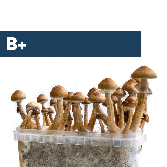 Kit de Culture de Champignons Magiques B+ (Ready-to-Grow Growkit) main product photo
