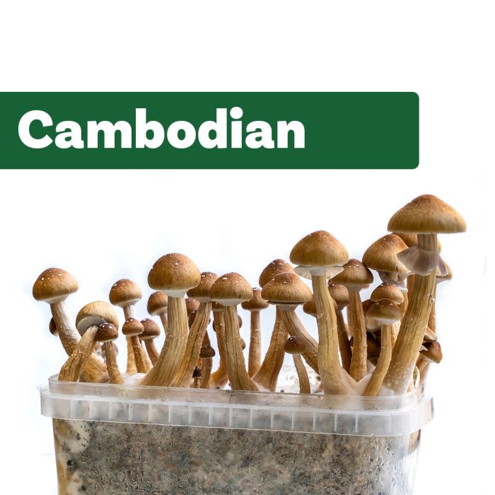 Kit de Culture de Champignons Magiques Cambodian (Ready-to-Grow Growkit) main product photo