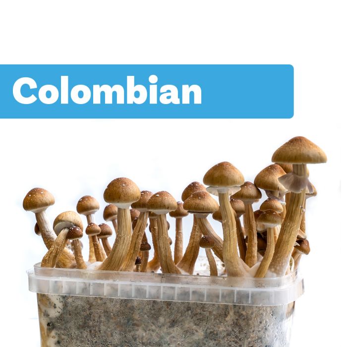 Kit de Culture de Champignons Magiques Colombian (Ready-to-Grow Growkit) main product photo