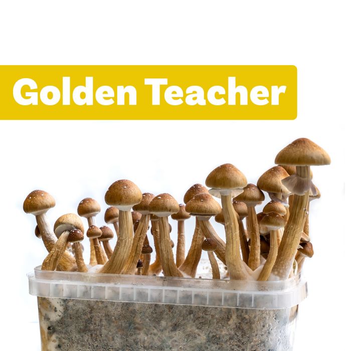 Kit de Culture de Champignons Magiques Golden Teacher (Ready-to-Grow Growkit) main product photo
