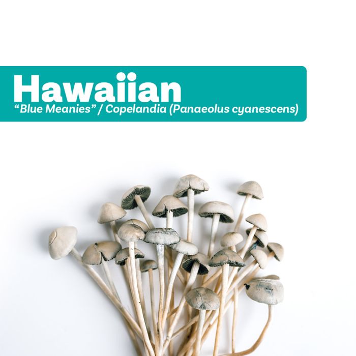 Kit de Culture de Champignons Hallucinogènes Hawaiian (Cyanescens Growkit) 1200 cc main product photo