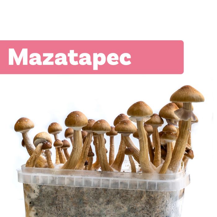 Kit de Culture de Champignons Magiques Mazatapec (Ready-to-Grow Growkit) main product photo