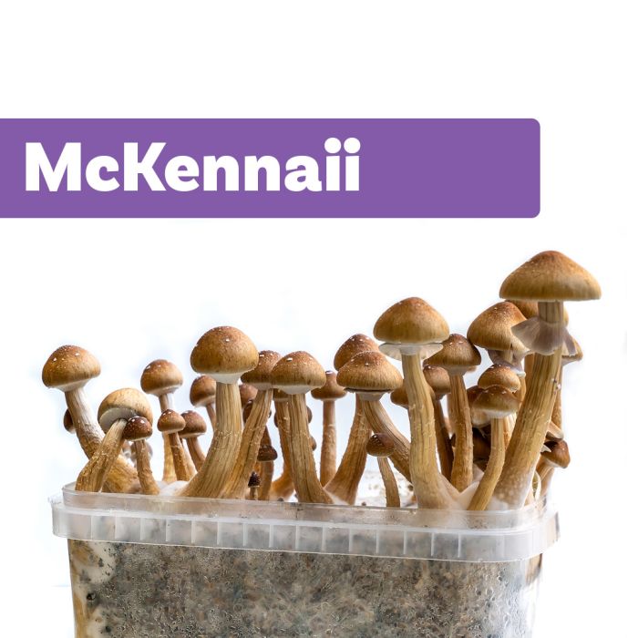 Kit de Culture de Champignons Magiques McKennaii (Ready-to-Grow Growkit) main product photo