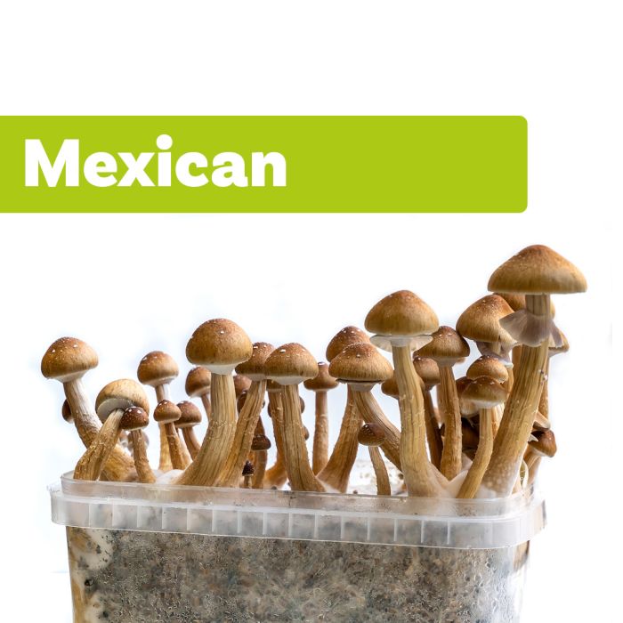 Kit de Culture de Champignons Magiques Mexicana (Ready-to-Grow Growkit) main product photo