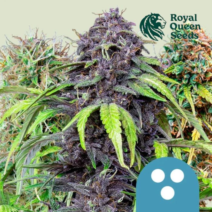 Melange Medicale CBD (Royal Queen Seeds) 5 graines main product photo