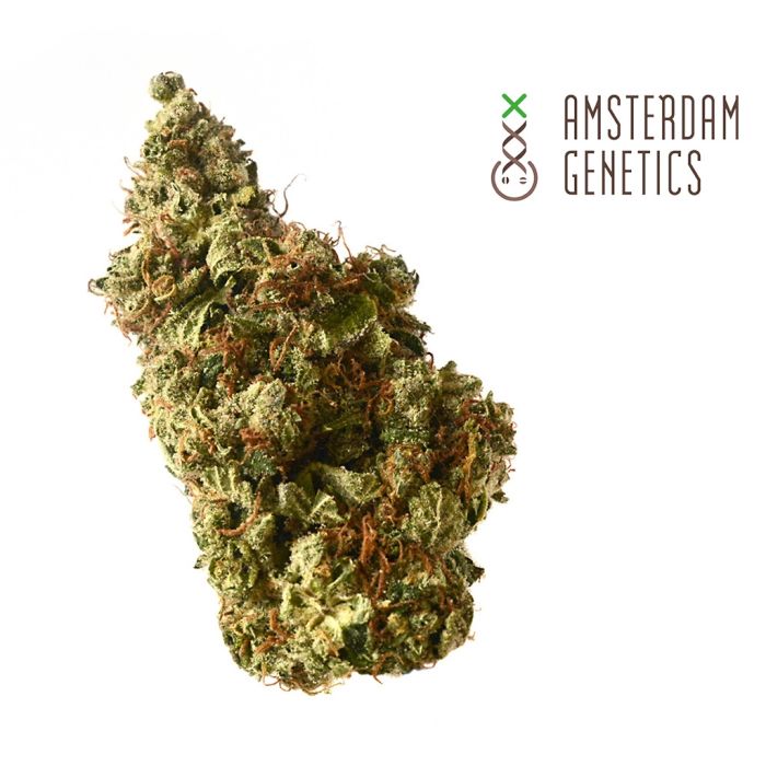 Milkshake Kush Autofloraison (Amsterdam Genetics) 3 graines main product photo