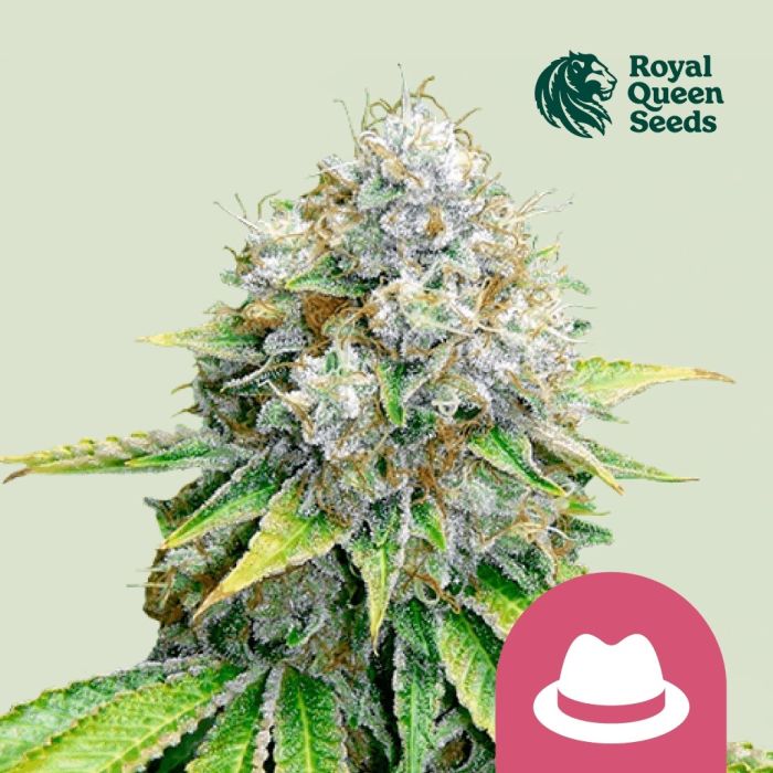 O.G. Kush (Royal Queen Seeds) 5 graines main product photo