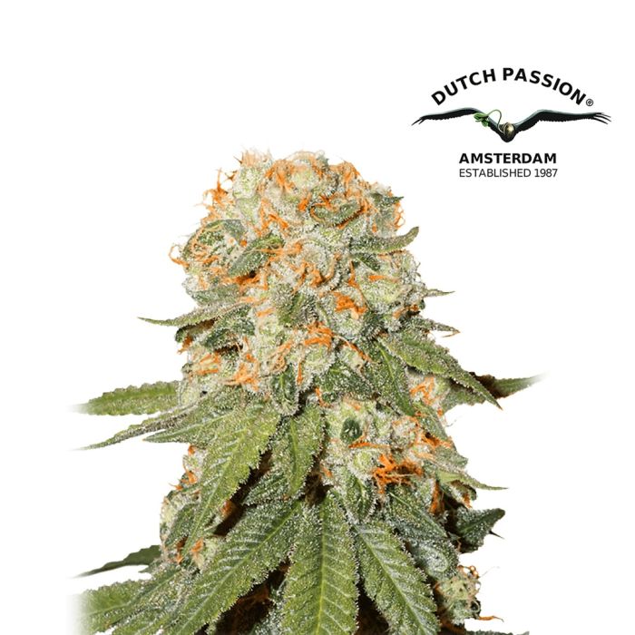 Orange Bud (Dutch Passion) 5 graines main product photo