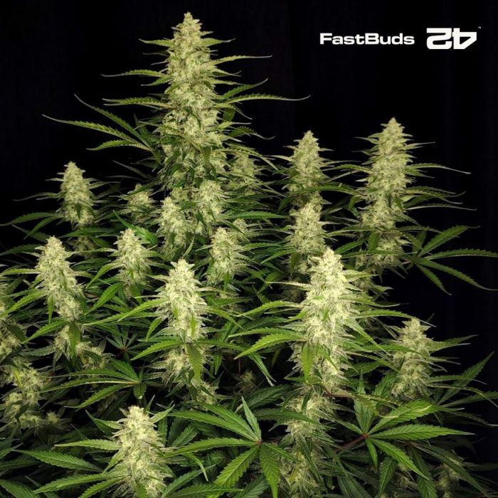 Papaya Cookies Auto (Fast Buds) main product photo