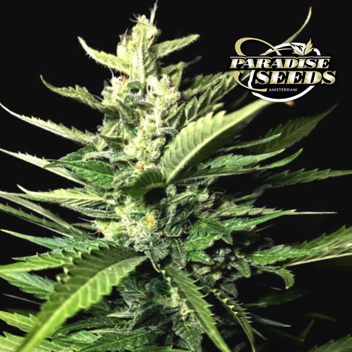 Auto Kong 4 (Paradise Seeds) 3 graines main product photo
