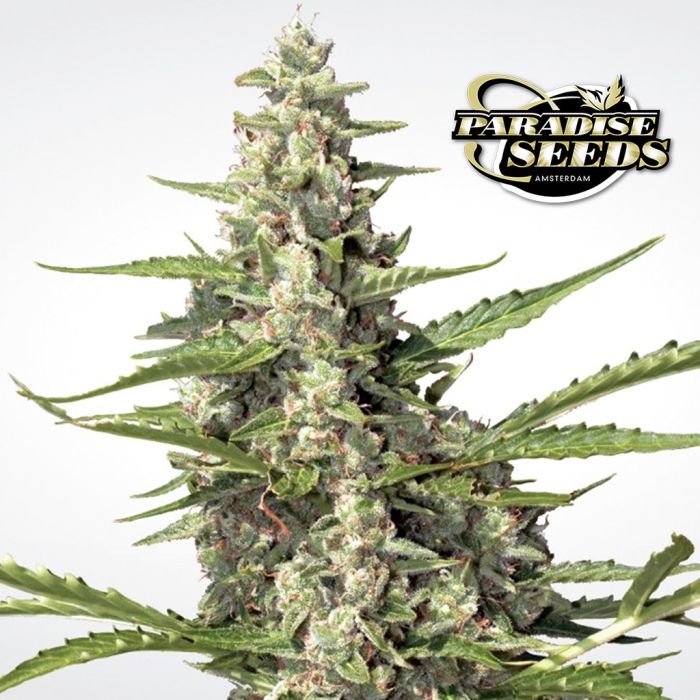 Pandora Autofloraison (Paradise Seeds) 3 graines main product photo