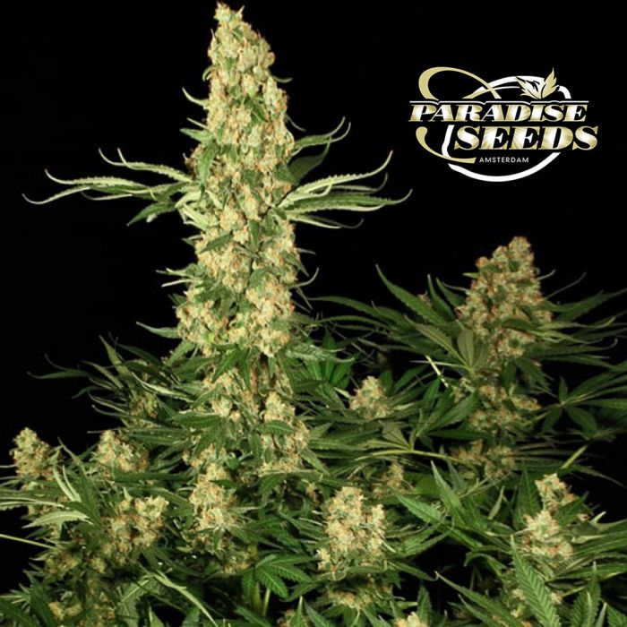 Wappa (Paradise Seeds) 3 graines main product photo