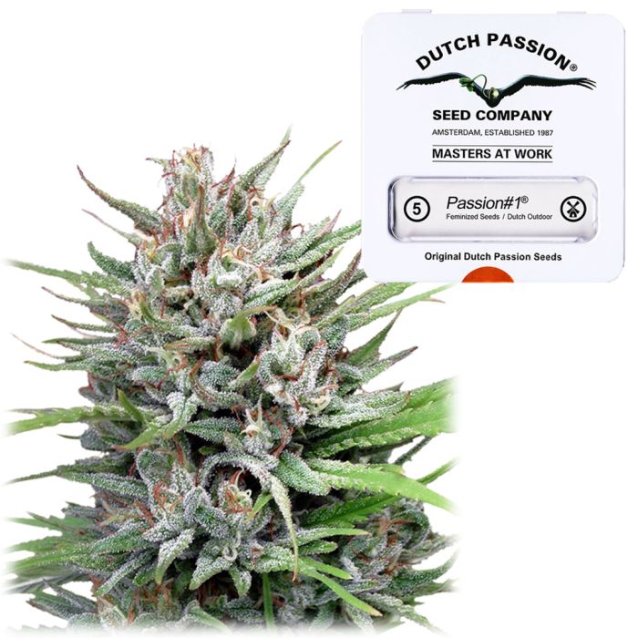 Passion #1 Fast Flowering (Dutch Passion) 5 graines main product photo
