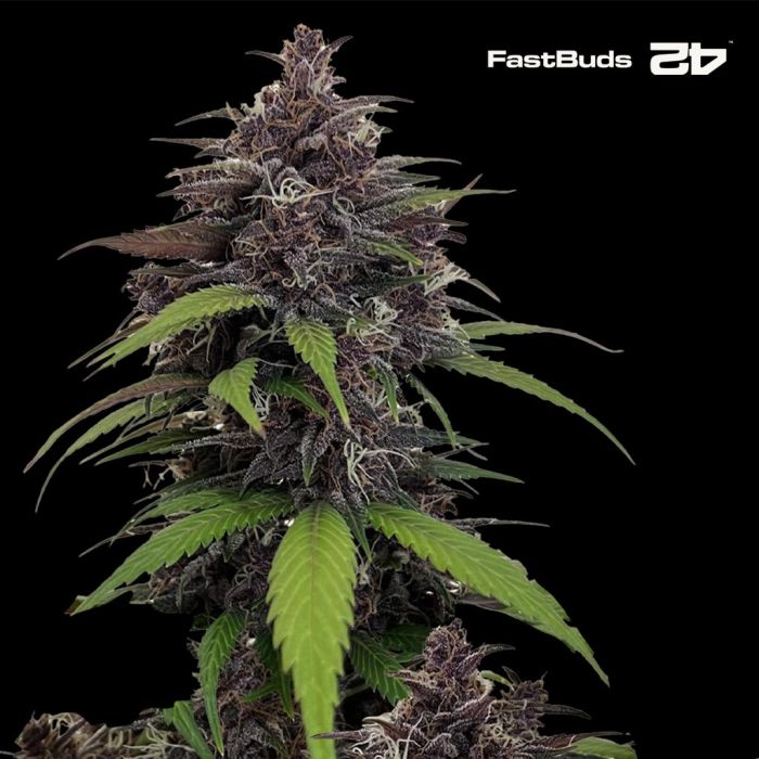 Purple Haze Auto (Fast Buds) main product photo