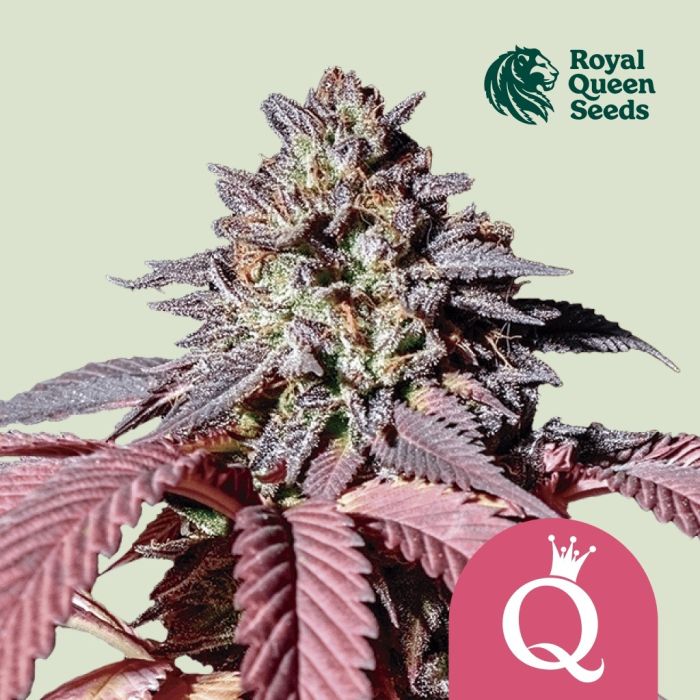 Purple Queen (Royal Queen Seeds) main product photo