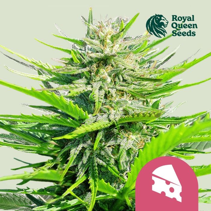 Royal Cheese Fast Flowering (Royal Queen Seeds) 5 graines main product photo