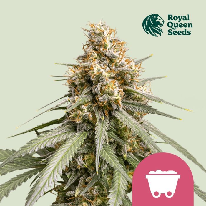 Shining Silver Haze (Royal Queen Seeds) 5 graines main product photo