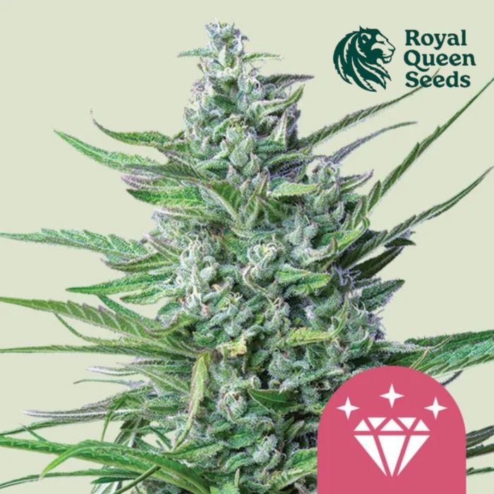 Special Kush #1 (Royal Queen Seeds) 5 graines main product photo