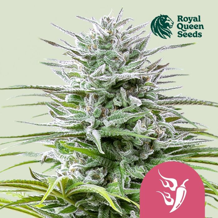 Speedy Chile Fast Flowering (Royal Queen Seeds) 3 graines main product photo