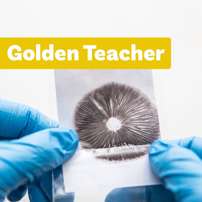 Impression de Spores Champignons Magiques | Golden Teacher main product photo
