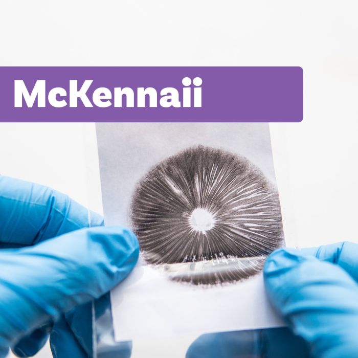 Impression de Spores Champignons Magiques | McKennaii main product photo