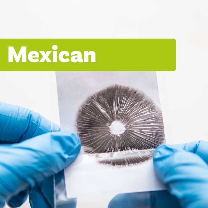 Impression de Spores Champignons Magiques | Mexican main product photo