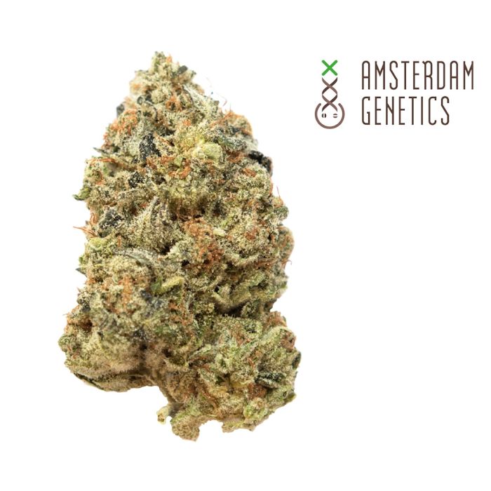 Tangerine G13 (Amsterdam Genetics) 3 graines main product photo