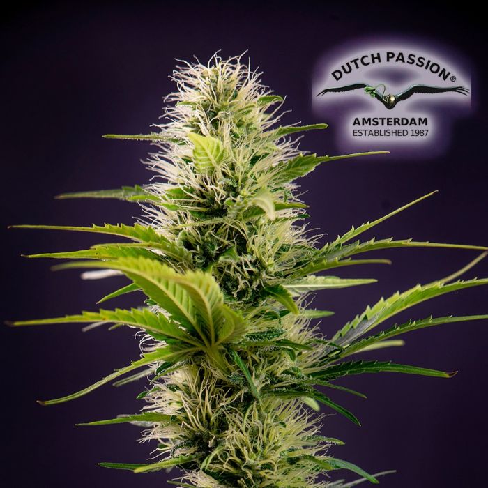 THC-Victory THCV (Dutch Passion) 3 graines main product photo