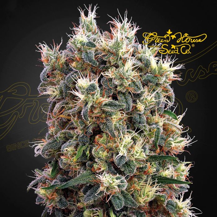 The Church (Greenhouse Seeds) 5 graines main product photo