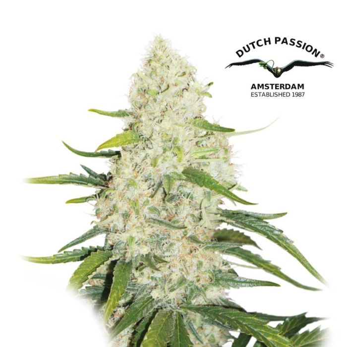 Think Big Autofloraison (Dutch Passion) 3 graines main product photo