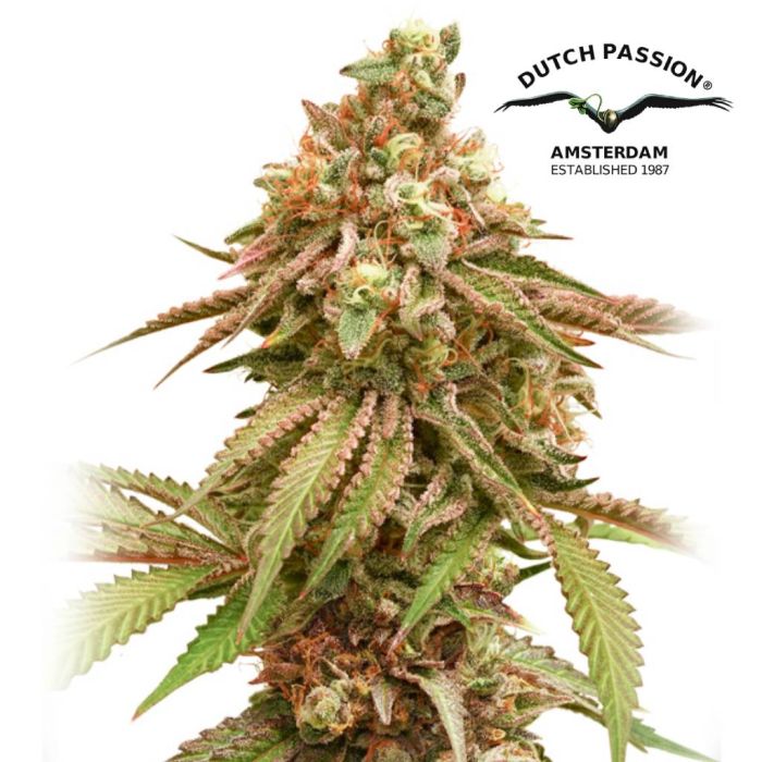 Tropical Tangie (Dutch Passion) main product photo