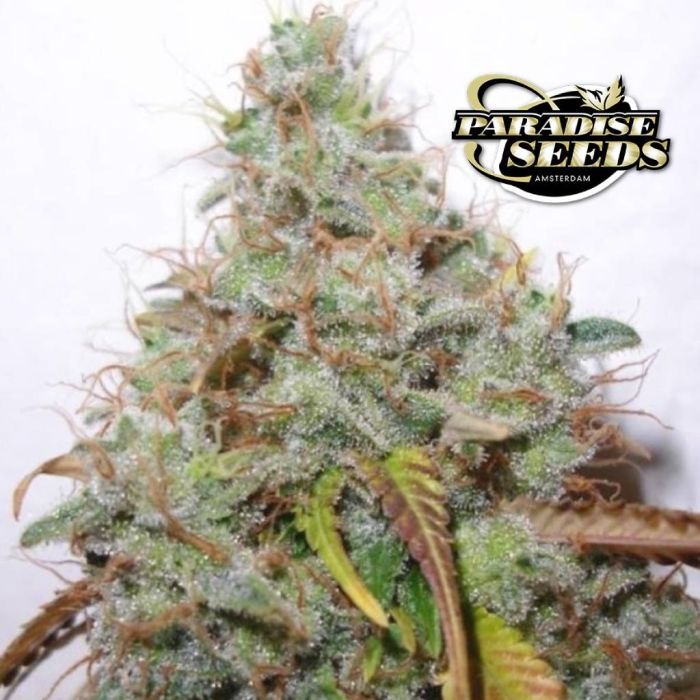 White Berry (Paradise Seeds) main product photo