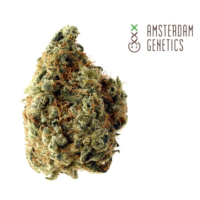 White Choco (Amsterdam Genetics) 3 graines main product photo