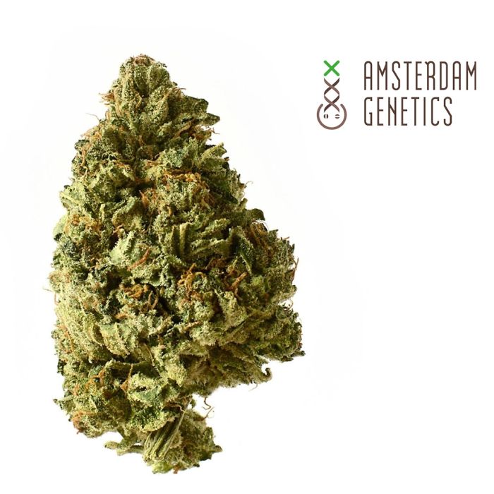 White Choco Autofloraison (Amsterdam Genetics) 3 graines main product photo