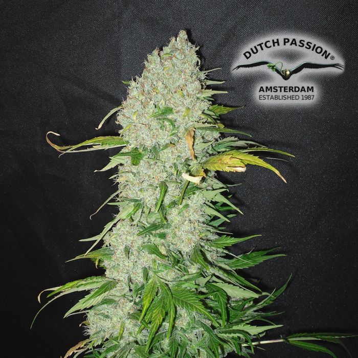 White Widow (Dutch Passion) 3 graines main product photo