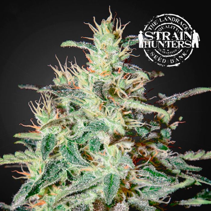 White Lemon (Strain Hunters) 5 graines main product photo