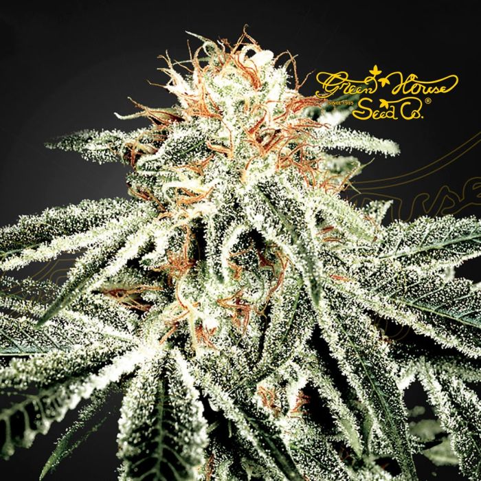 White Widow (Greenhouse Seeds) 5 graines main product photo