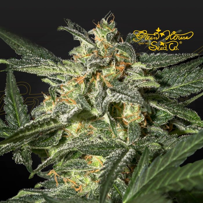 White Widow Auto (Greenhouse Seeds) main product photo