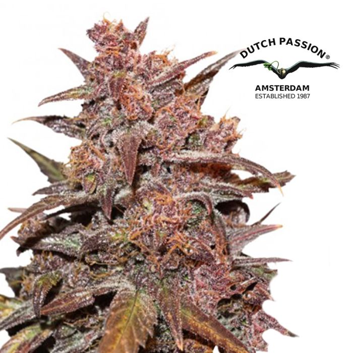 CBD Auto Blackberry Kush (Dutch Passion) 3 graines main product photo
