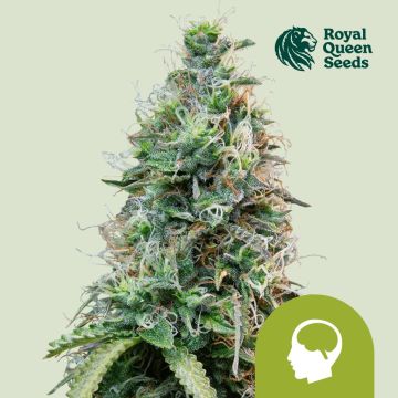 Amnesia Haze Automatic (Royal Queen Seeds) 5 graines