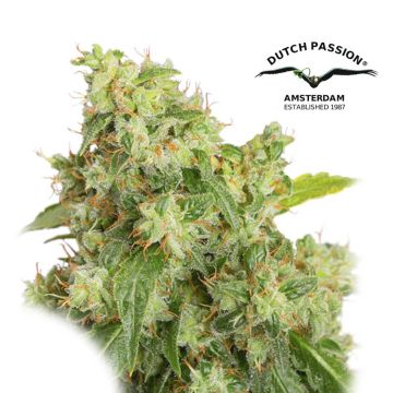 Auto Xtreme (Dutch Passion) 3 graines