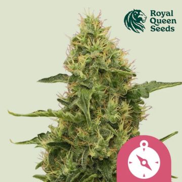 Northern Light (Royal Queen Seeds) 5 graines