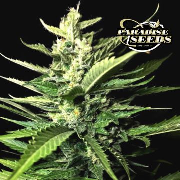 Auto Kong 4 (Paradise Seeds) 3 graines