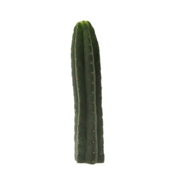Cactus Mescaline San Pedro [Trichocereus pachanoi]