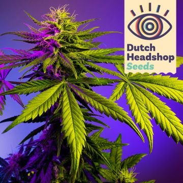 Speedy Fast Flower Mix (Marque Privée) 5 Graines de Cannabis