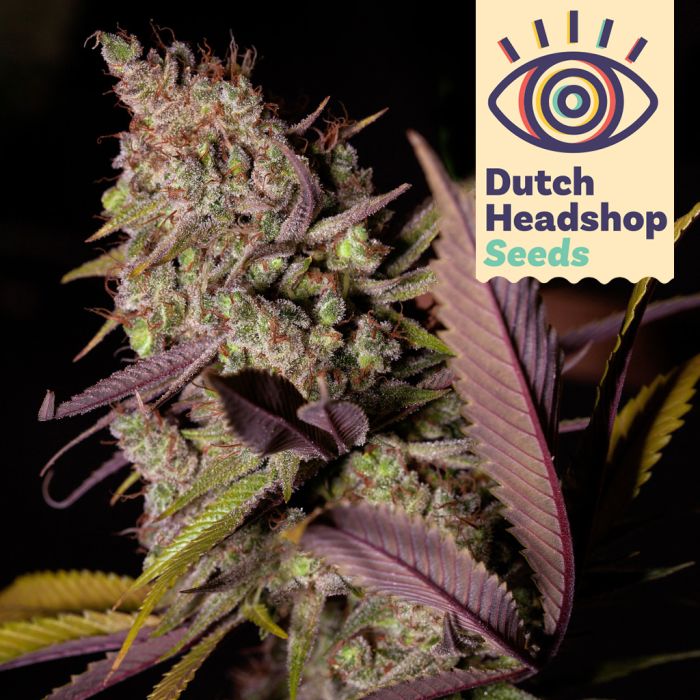 Auto Alaskan Thunderfuck (Marque Privée) main product photo
