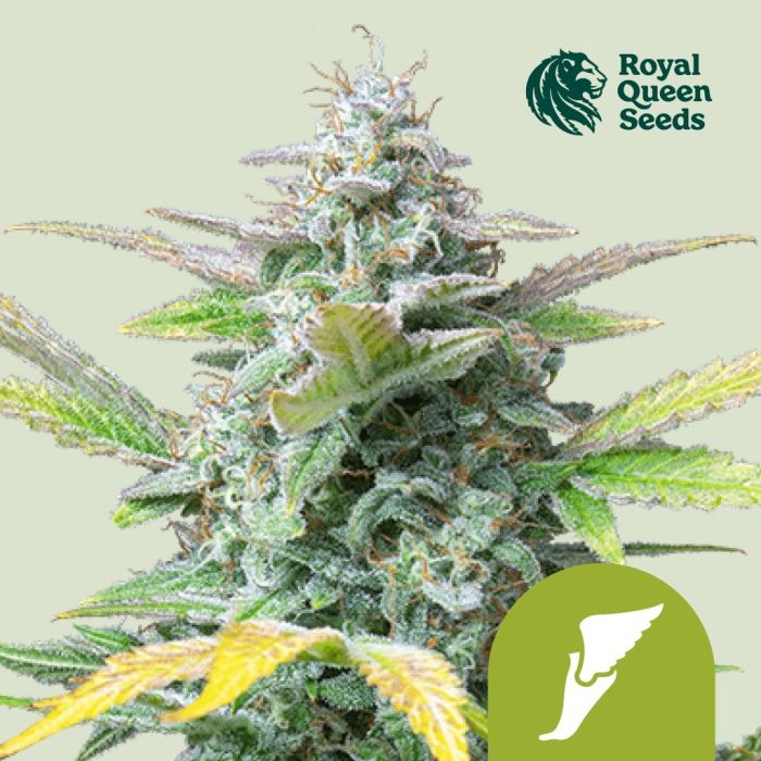 Quick One Autofloraison (Royal Queen Seeds) 5 graines main product photo