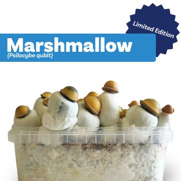 Kit de Culture de Champignons Magiques Marshmallow (Ready-to-Grow Growkit) 1200 cc