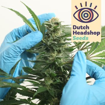 Auto CBD Medical Mix (Marque Privée) 5 Graines de Cannabis