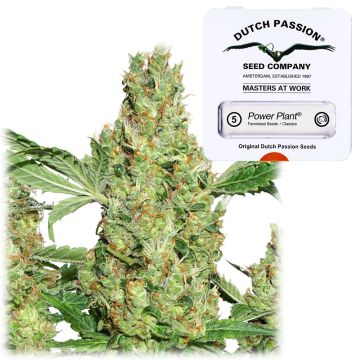 Power Plant (Dutch Passion) 5 graines